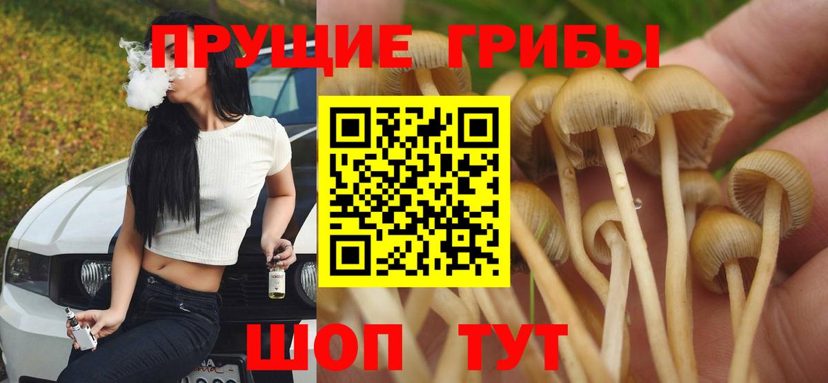 Галлюциногенные грибы Psilocybe Курск